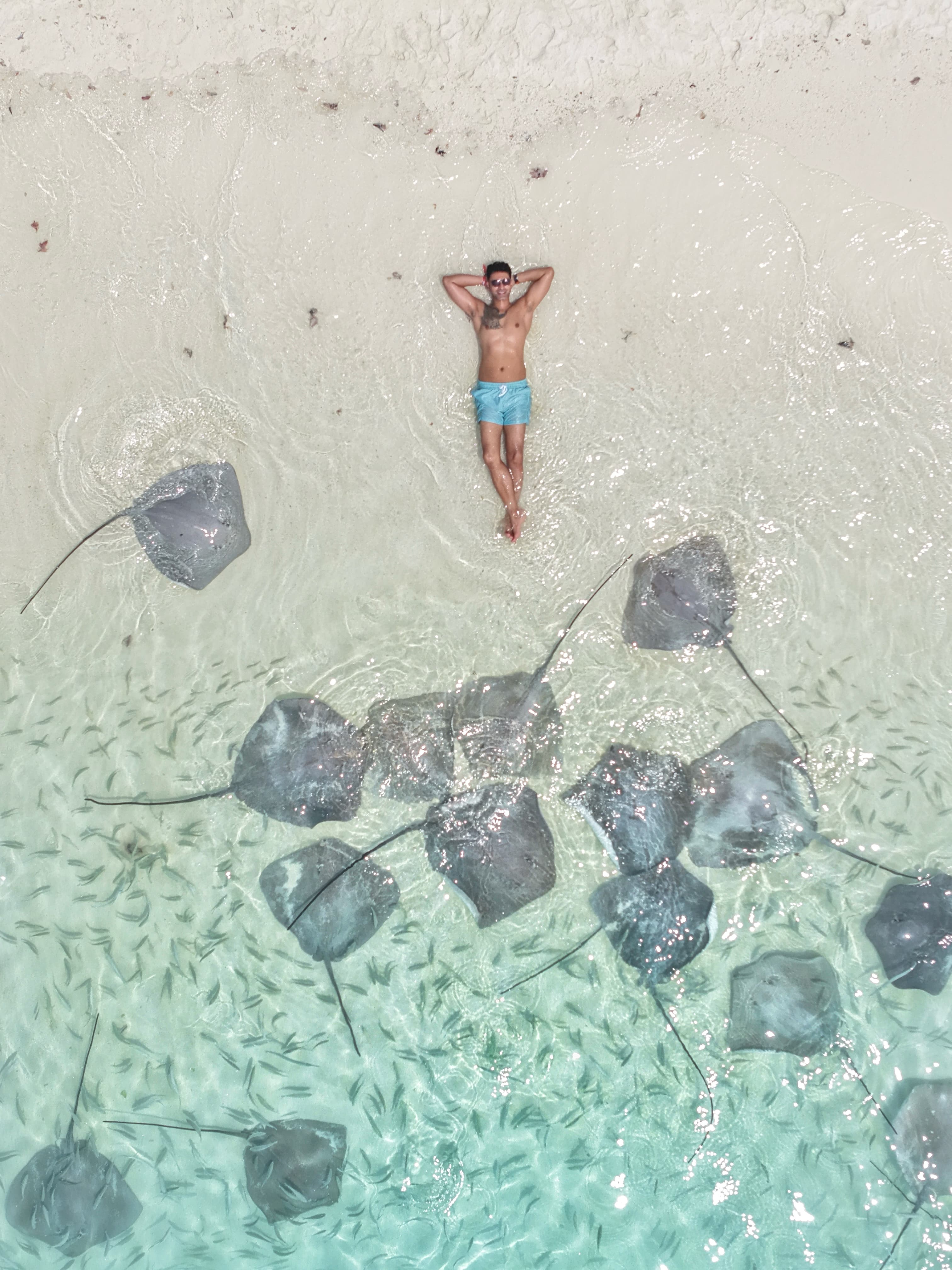 Stingrays at the shore